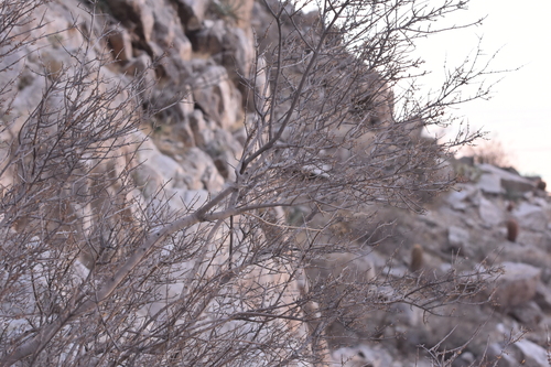 Image of Forestiera shrevei by no rights reserved