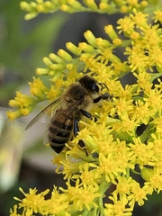 Apis mellifera