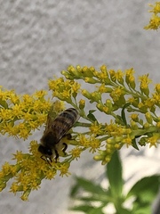 Apis mellifera
