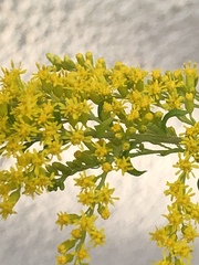 Solidago canadensis