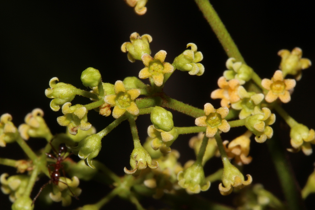 Tassadia obovata