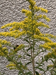 Solidago canadensis