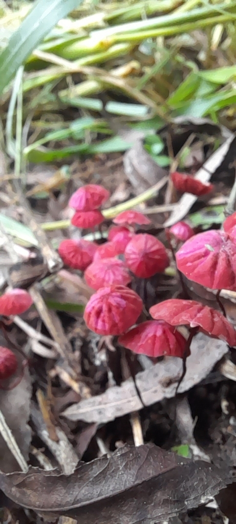 Marasmius haematocephalus · March 2025 · photo: © roberto937 (iNaturalist, cc0)