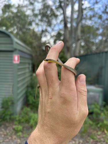 Common Tree Snake sighting