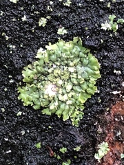Physcia adscendens