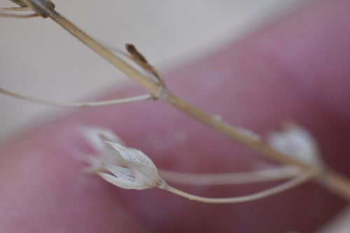 desert germander (Teucrium glandulosum)