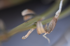 author not stated, no rights reserved Teucrium glandulosum, photograph author not stated, no rights reserved