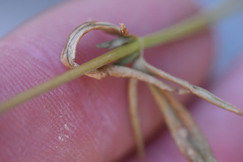 Image of Teucrium glandulosum by no rights reserved