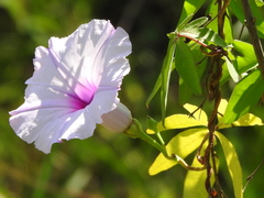 Ipomoea platensis, photograph Cecilia Fer Díaz, CC BY, iNaturalist via GBIF