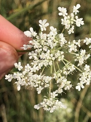 Daucus carota