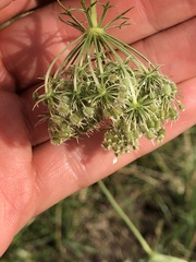 Daucus carota