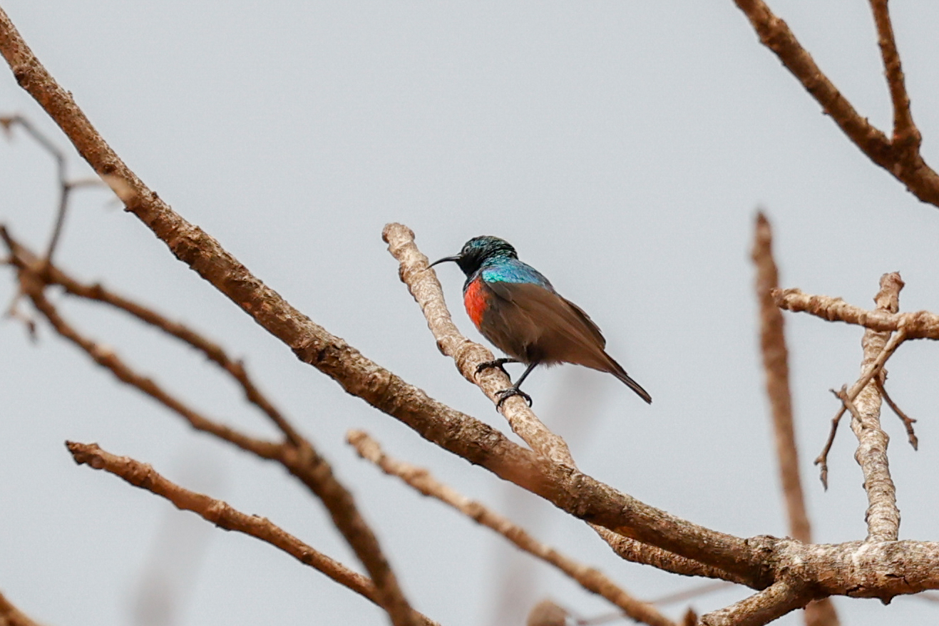 Shelley's Sunbird (Cinnyris shelleyi), photo 1
