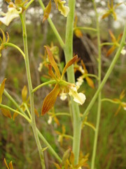 Prosthechea michuacana