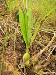 Prosthechea michuacana