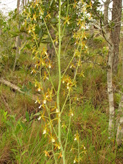 Prosthechea michuacana