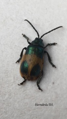 Monocesta ducalis