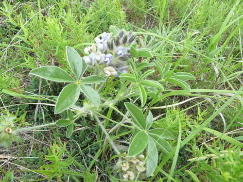 Image of Pediomelum esculentum by no rights reserved
