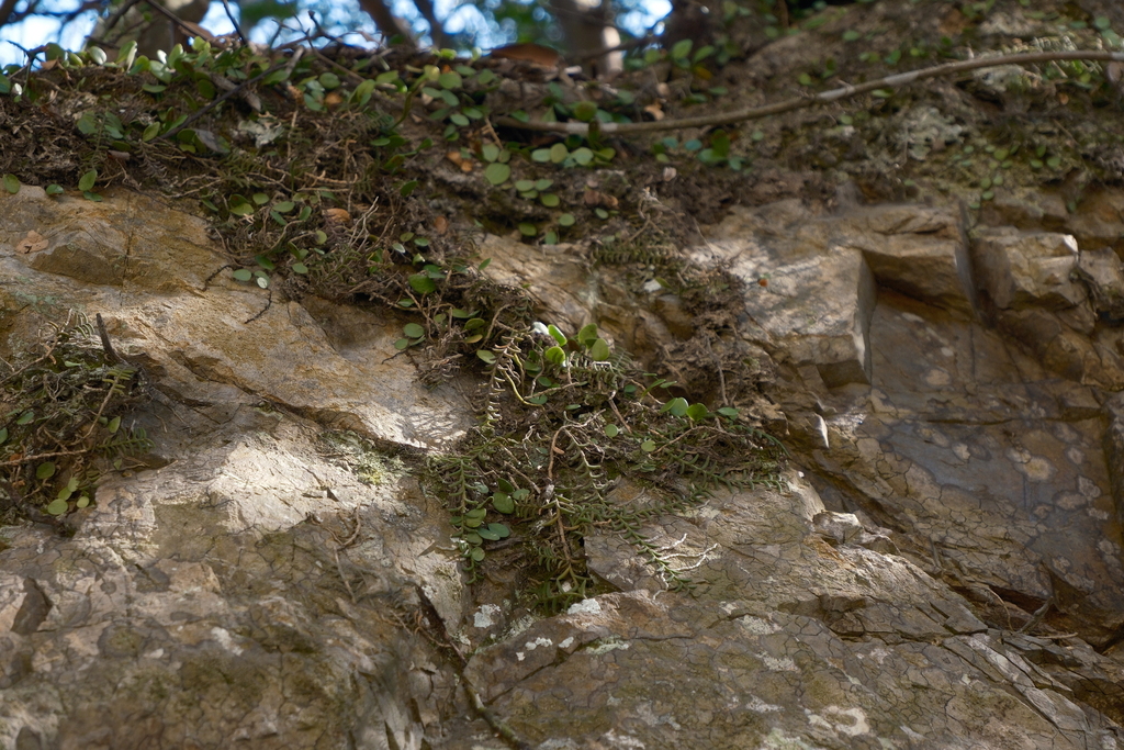 Pelatantheria scolopendrifolia
