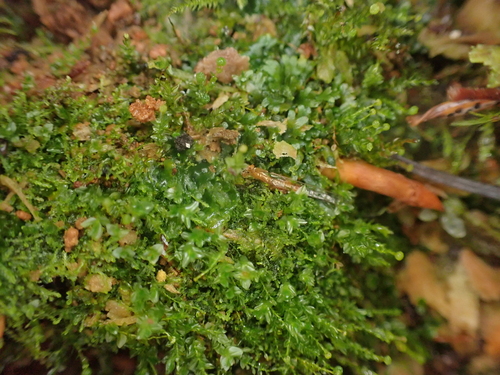 Image of Riccardia chamedryfolia by no rights reserved