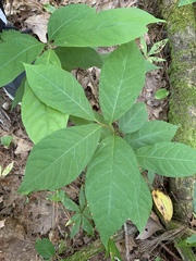 Magnolia acuminata