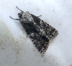 Acronicta afflicta