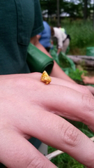 Cirrhophanus triangulifer