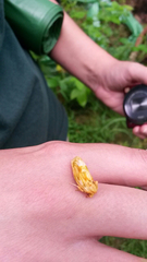 Cirrhophanus triangulifer