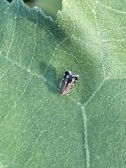 Anacampsis levipedella