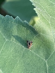 Anacampsis levipedella