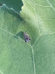 Anacampsis levipedella