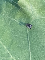 Anacampsis levipedella