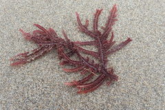 Neoptilota densa