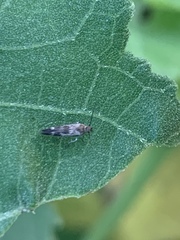 Anacampsis levipedella