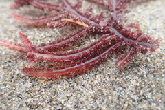 Neoptilota densa