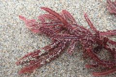 Neoptilota densa