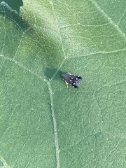 Anacampsis levipedella