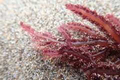 Neoptilota densa