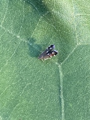 Anacampsis levipedella