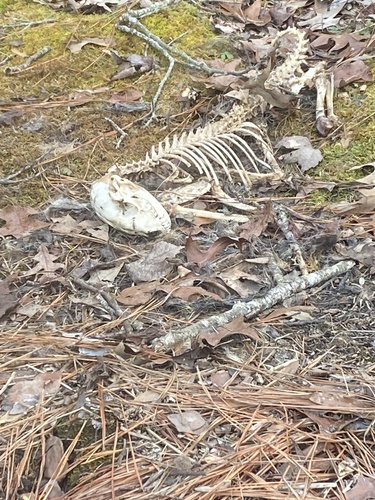 Common Raccoon photographed in North Carolina