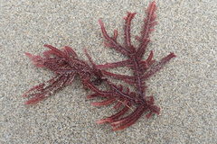 Neoptilota densa