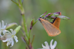 Setina irrorella