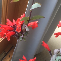 Aeschynanthus radicans