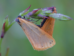 Setina irrorella