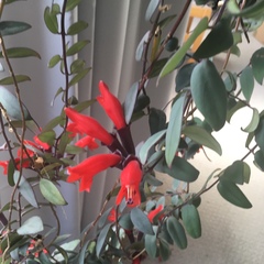 Aeschynanthus radicans