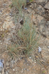 Festuca idahoensis