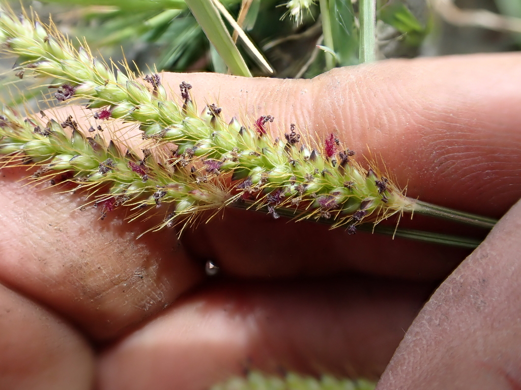 Marsh bristlegrass (Setaria parviflora)