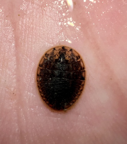 Texas Water Penny Beetle photo 4