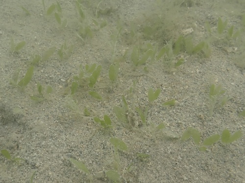 Caribbean seagrass (Halophila decipiens)