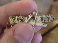 Dissosteira spurcata