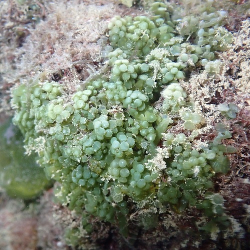 Caulerpa racemosa observed 2025-02-28